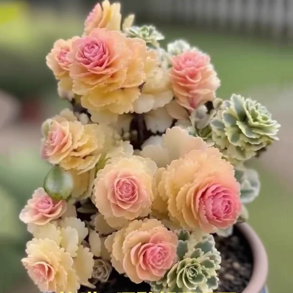 多肉植物亚特兰蒂斯锦多头群生花卉盆栽美观净化空气盆栽带盆栽好,淘宝优惠券,粉丝福利购,淘宝优惠卷