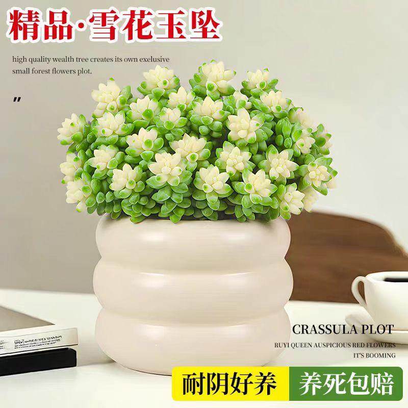多肉植物奶油玉坠锦雪花玉坠办公室内防辐射美观花卉绿植盆栽好养,淘宝优惠券,粉丝福利购,淘宝优惠卷