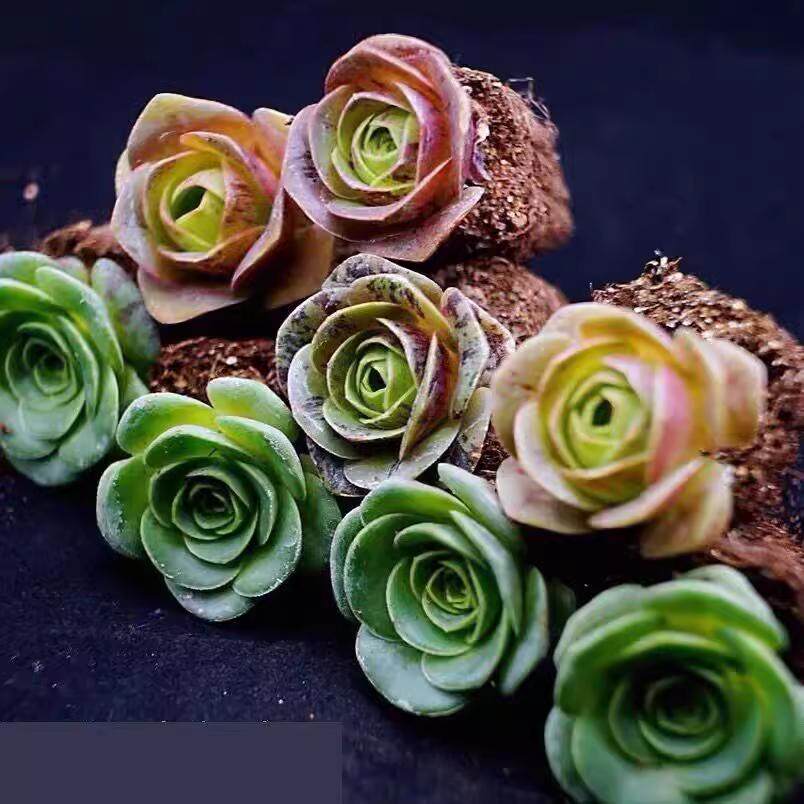 山地玫瑰群生多头多肉植物新品紫色玫瑰室内阳台办公室内盆栽好养,淘宝优惠券,粉丝福利购,淘宝优惠卷