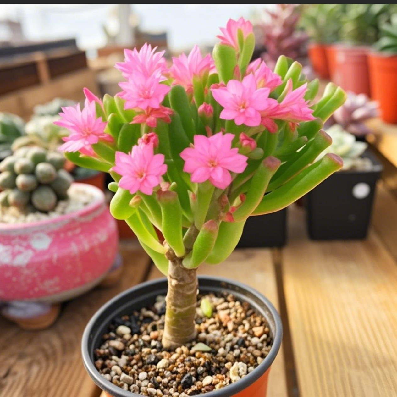 多肉植物招财树吸财树老桩室内绿植盆栽花卉防辐射招财猫新手好养,淘宝优惠券,粉丝福利购,淘宝优惠卷