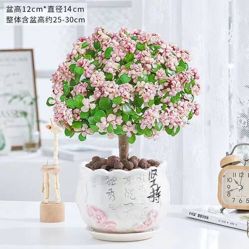 金枝玉叶老桩盆栽多肉植物批发室内花卉耐旱懒人好养棒棒糖造型 - 图3