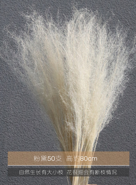 白色干花极简真花花束摆件装饰侘寂风蓬莱松龙须草粉黛满天星棉花