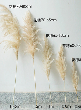 大芦苇干花米白色蒲苇网红真花客厅摆件婚礼装饰插花轻奢家居装饰