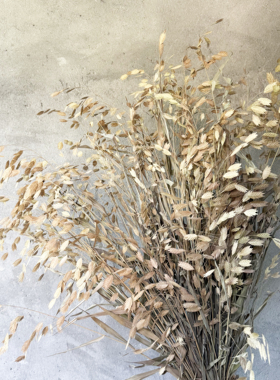 秋冬装饰真草小盼草细叶芒