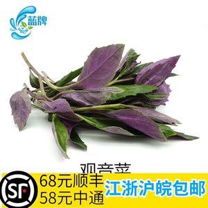 【蓝牌】新鲜观音菜 蔬菜紫背天葵菜 血皮菜 500g