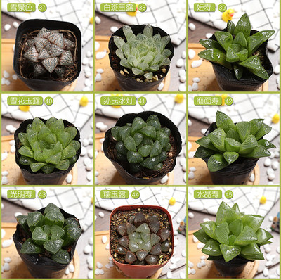 多肉植物盆栽组合超萌多肉含盆带土防辐射室内新手套餐满额包邮 虎窝淘