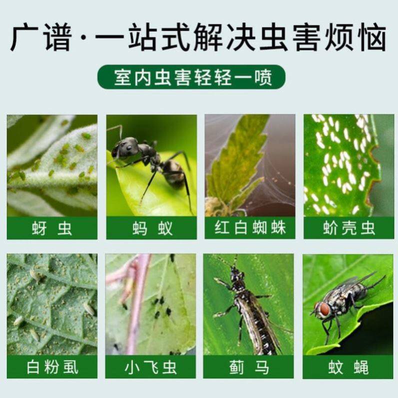 花盆里的小飞虫小虫子花卉不伤花蚊蝇爬虫家用阳台吊兰发黄虫害