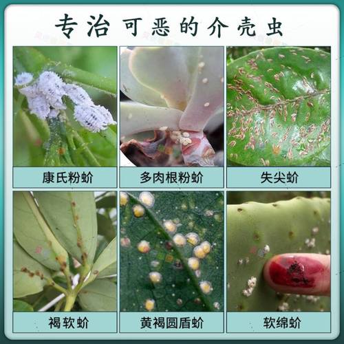 幸福树杀虫药介壳虫蚧壳虫蚜虫芽虫绿植杀虫剂花卉植物除虫专用药 - 图2