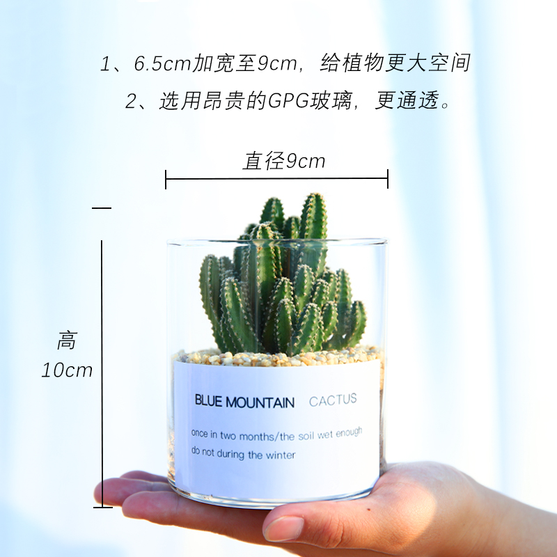 仙人掌盆栽多肉植物仙人球小盆栽室内开花办公室绿植桌面电脑玉露-图0