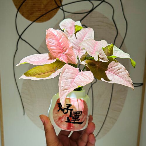 水培粉精灵合果芋盆栽办公室桌面懒人易养植物竹芋ins风创意绿植 - 图2
