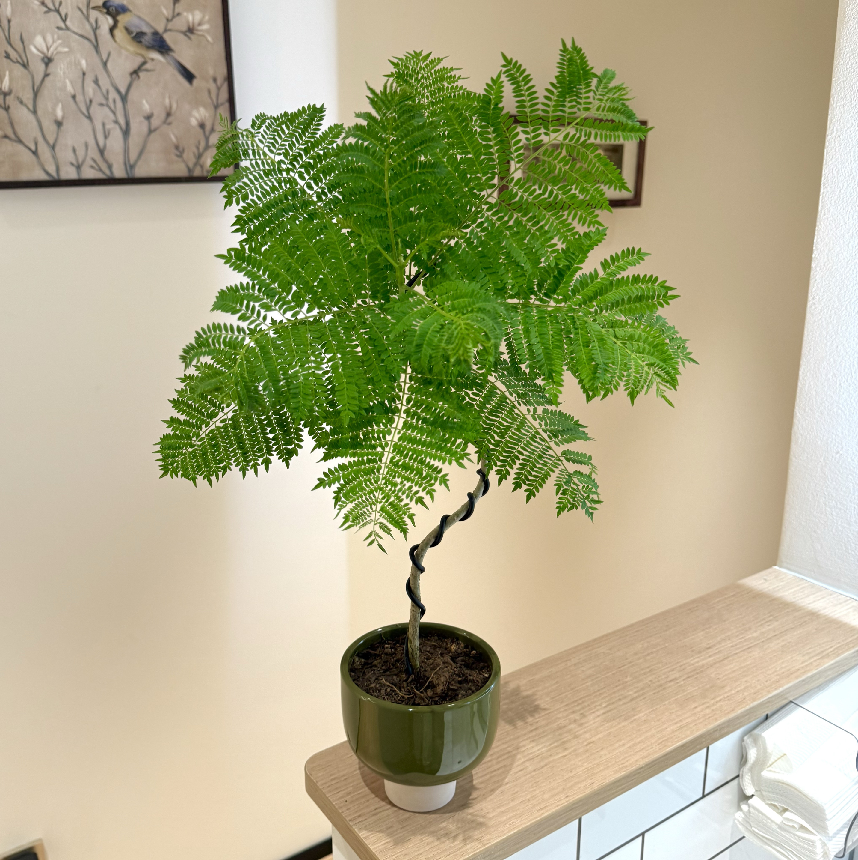 禅意造型蓝花楹盆栽盆景室内办公室桌面阳台绿色观叶趣味花卉绿植 - 图0