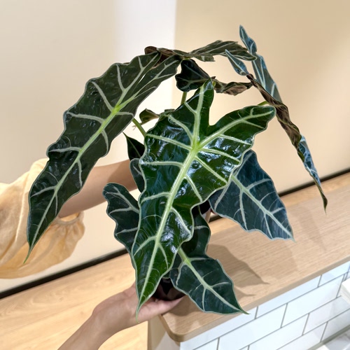 大仙女海芋竹芋盆栽水培植物室内客厅办公室净化空气花卉绿植好养 - 图0
