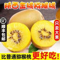 Shaanxi Golden Peach Chic Exotic Fruit Fresh Pregnant Woman Fruit When Season Chiecchio Great Fruit Zhengjong Mass Peach Whole Box 10