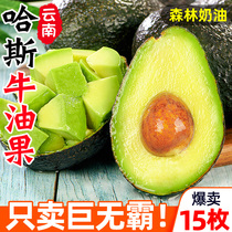 Yunnan Haas butter fruit big fruit fresh fruit homegrown cooked ready-to-eat first-class avocado whole box 15