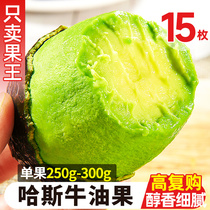 Yunnan Hasbull Oil Fruit Fresh Fruit Proper Season Infant Edible Domestic Current Oil Fruit Avocado Whole Box