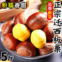 The relocation of the chestnut 5 catties should be the easy peeling of the chestnut nut Hebei now remove the fresh large oil chestnut sweet cone chestnut