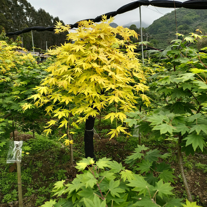 黄金流泉枫树 盆栽红枫树苗花园植物庭院树主树黄金枫阳台四季 - 图2