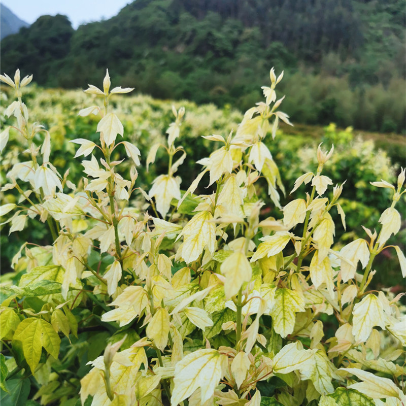 七彩枫树 花散里花园植物庭院主树行道树三角枫盆栽盆景纪念红枫 - 图1