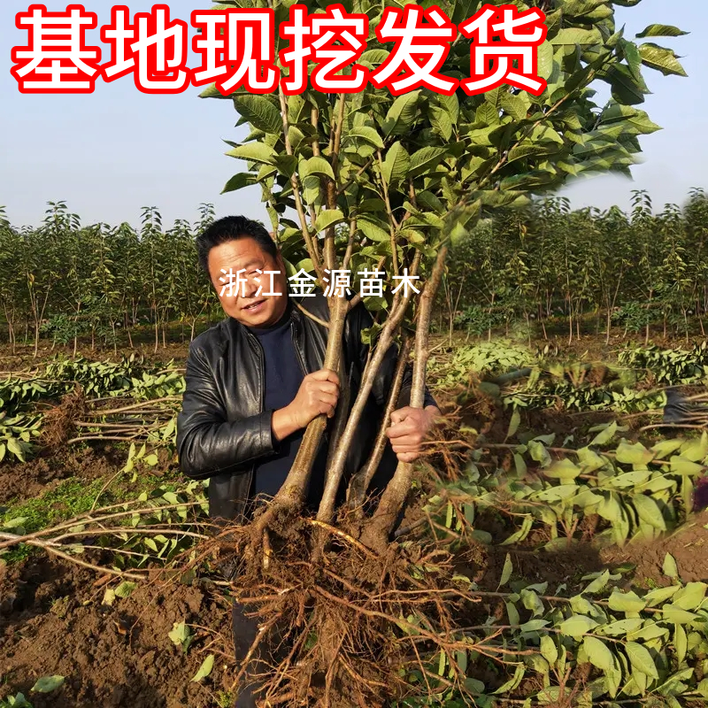 短柄樱桃苗庭院地栽矮化大果苗耐寒车厘子树苗盆栽嫁接苗当年结果 - 图1