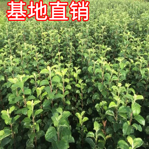香妃海棠树苗南北方耐寒鸡心果盆栽甜脆小苹果嫁接果树当年结果 - 图2