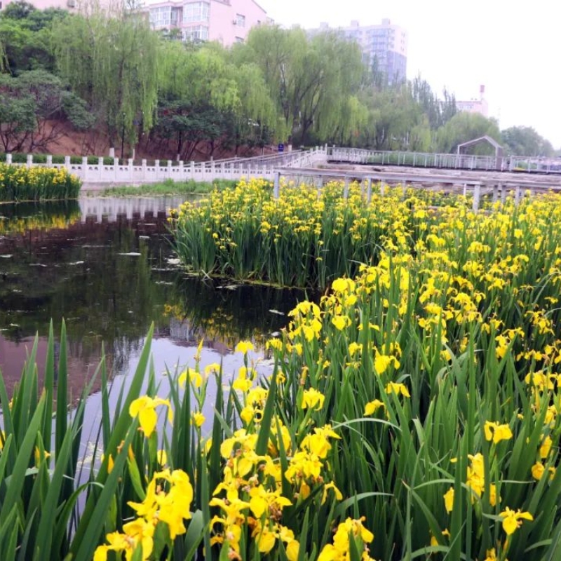 黄菖蒲苗浮岛绿化苗木河道植物水生鸢尾花苗湿地工程绿化庭院花草 - 图2