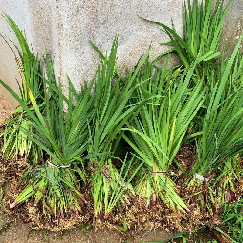 黄菖蒲苗浮岛绿化苗木河道植物水生鸢尾花苗湿地工程绿化庭院花草 - 图1