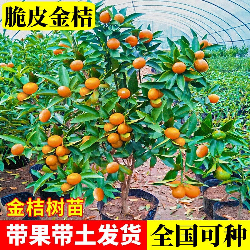 脆皮金桔树盆栽带果金桔苗四季金钱橘树苗蜜糖金桔树树苗基地直销,淘宝优惠券,粉丝福利购,淘宝优惠卷