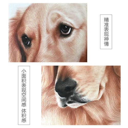 彩铅画像定制宠物人物素描照片转手绘生日礼物纪念品头像狗狗原创 - 图0