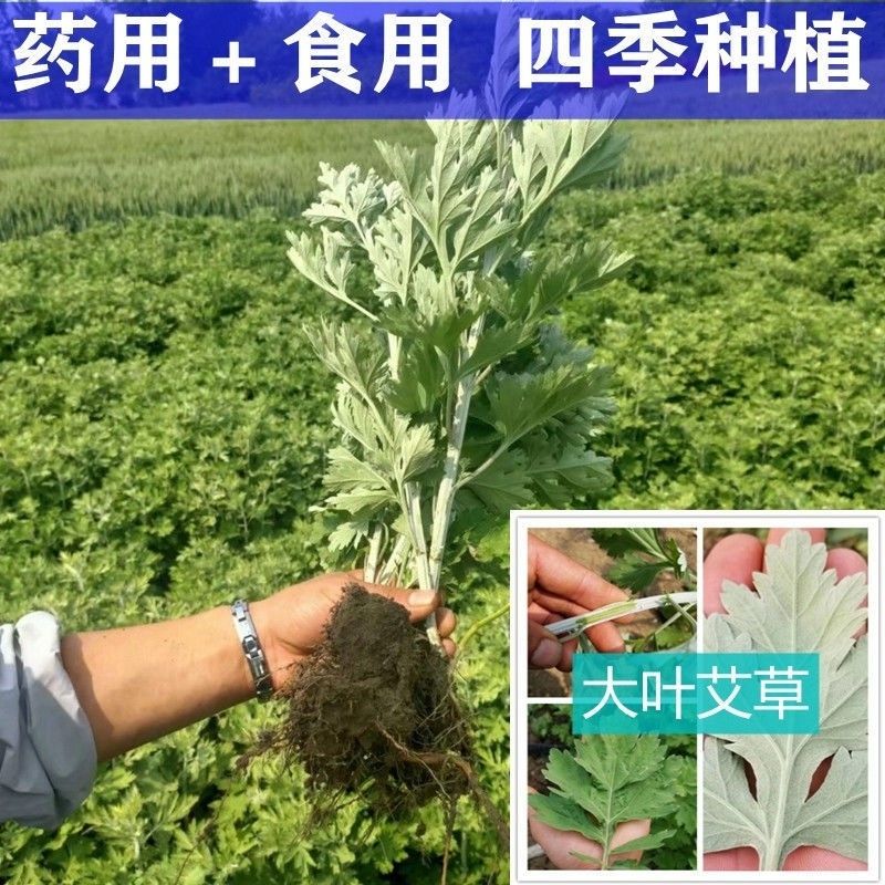 新鲜正宗蕲艾根蕲艾叶苗现挖大叶蕲艾驱蚊端午泡脚养生驱寒蕲艾