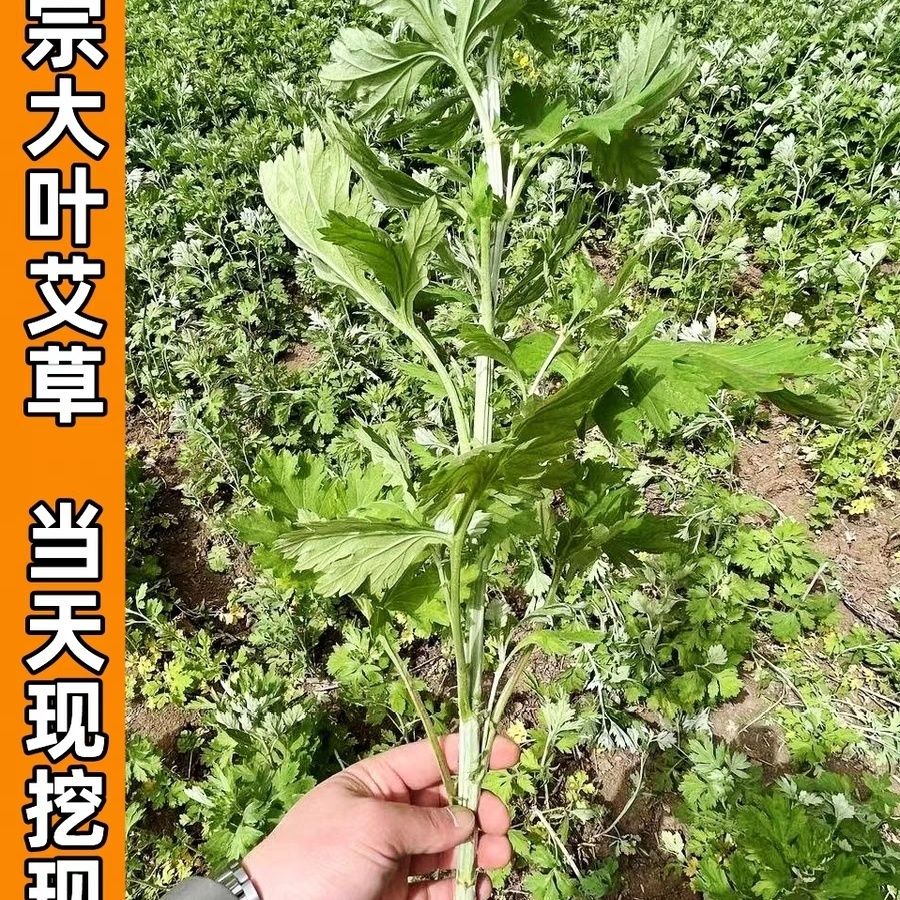 新鲜正宗蕲艾根蕲艾叶苗现挖大叶蕲艾驱蚊端午泡脚养生驱寒蕲艾