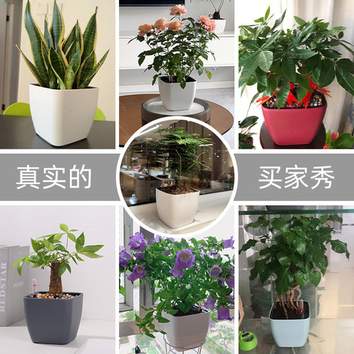 懒人自吸水花盆免浇水植物盆方形塑料创意绿萝储水双层防烂根专用 - 图0