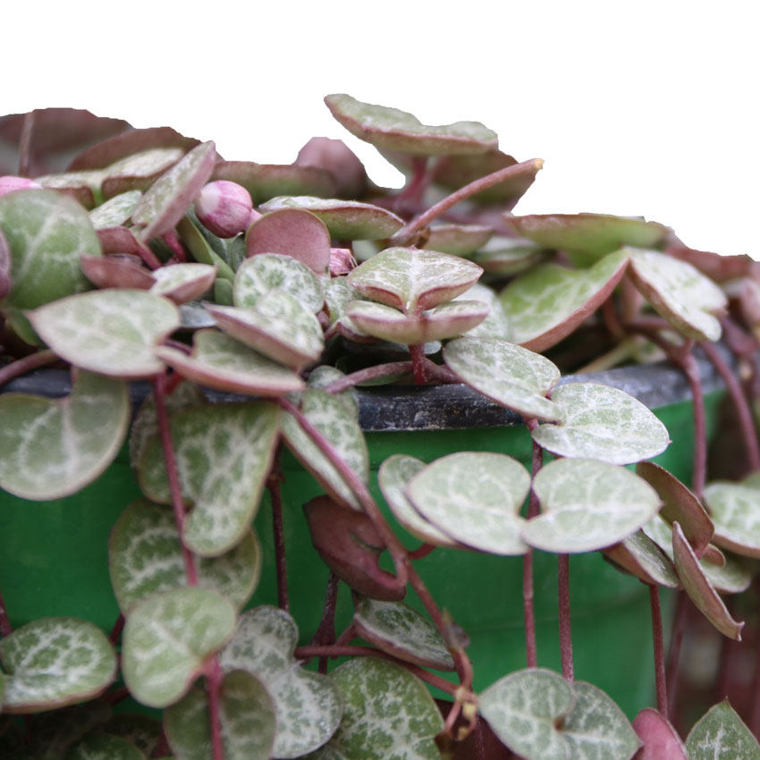 多肉盆栽爱之蔓锦藤肉肉蔓爬藤植物吊兰垂吊