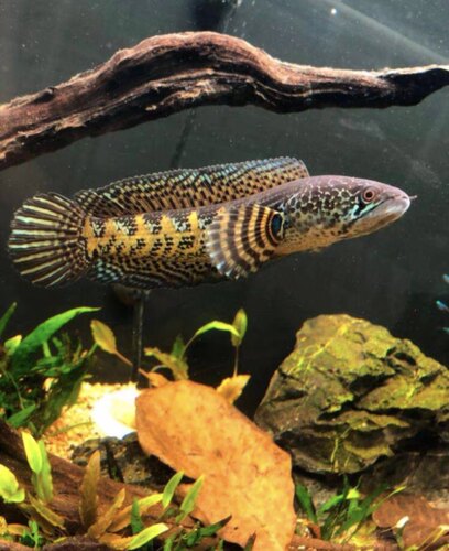 黄金眼镜蛇雷龙鱼凶猛热带鱼淡水鱼苗观赏鱼大型雷龙肉食性观赏鱼 - 图0