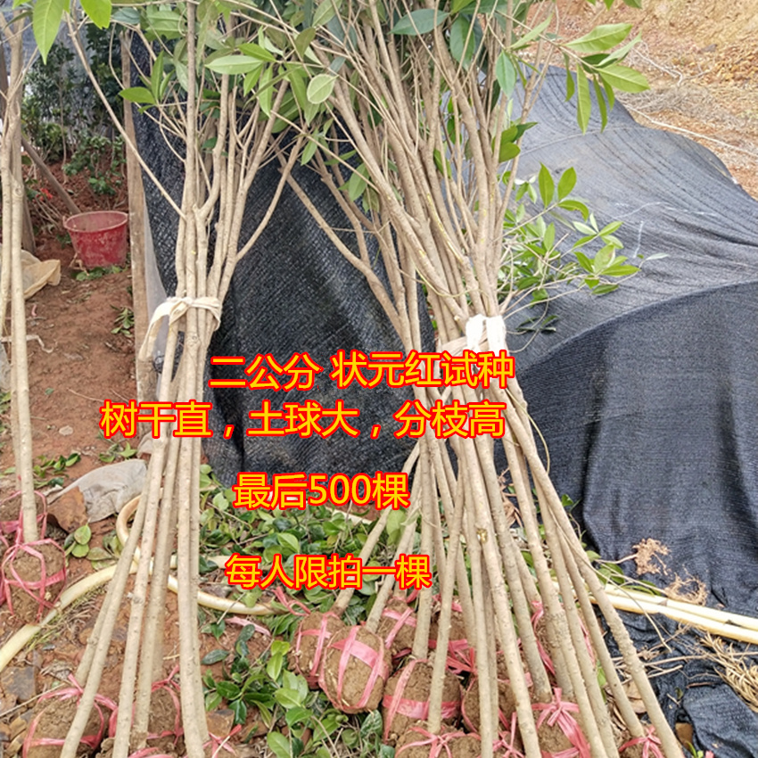 花坛别墅高杆浓香金桂树苗血红丹桂状元红征地桂花树四季常青庭院 - 图0