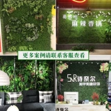 Зеленое растение Стенка Стены Растение Гяна Украшение