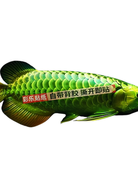 真金龙鱼防水招财贴纸钓箱贴外卖箱贴鱼缸贴浴室冰箱车身遮瑕贴