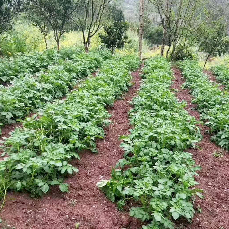 恩施富硒种植小土豆10斤现挖中等大小土豆当季新鲜蔬菜洋芋马铃薯,淘宝优惠券,粉丝福利购,淘宝优惠卷