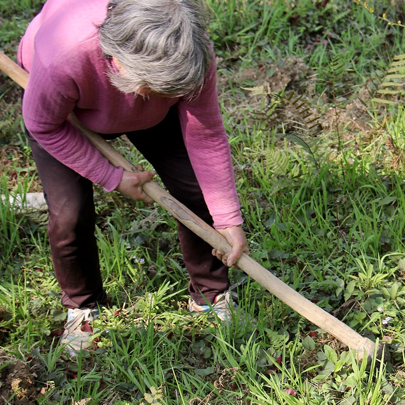 鲜香脆嫩折耳根新鲜蔬菜鱼腥草现挖带泥侧耳根根猪鼻孔节节根 - 图3