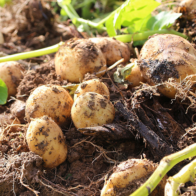 恩施富硒种植小土豆10斤现挖中等大小土豆当季新鲜蔬菜洋芋马铃薯,淘宝优惠券,粉丝福利购,淘宝优惠卷