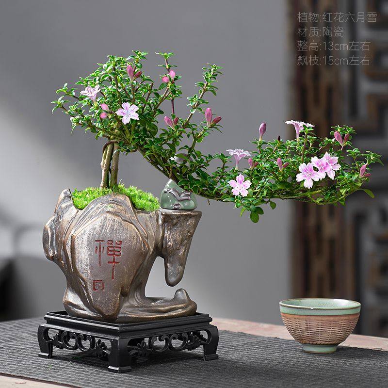 红花六月雪盆景悬崖老桩花卉盆景办公室内好养小盆栽绿植创意造型,淘宝优惠券,粉丝福利购,淘宝优惠卷