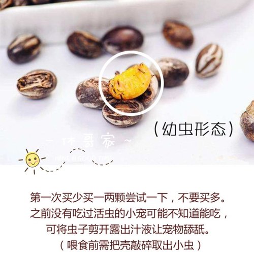 仓鼠熊通心粉鼠花枝高蛋白营养长胖增肥坦克虫幼体活虫 仓鼠零食 - 图1