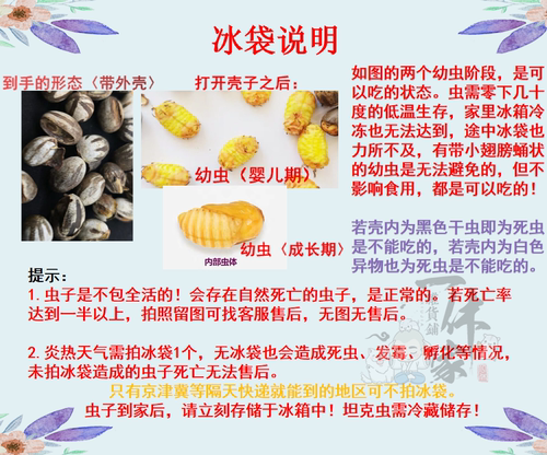 仓鼠熊通心粉鼠花枝高蛋白营养长胖增肥坦克虫幼体活虫 仓鼠零食 - 图0