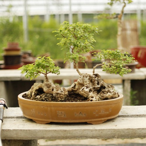 连体黄荆疙瘩盆景庭院造型树桩可改植水旱盆景-图3