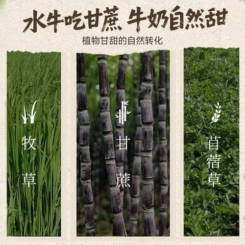 悠纯吃甘蔗的水牛奶200ml*12盒*2箱全脂牛奶学生4.0g蛋白 - 图1