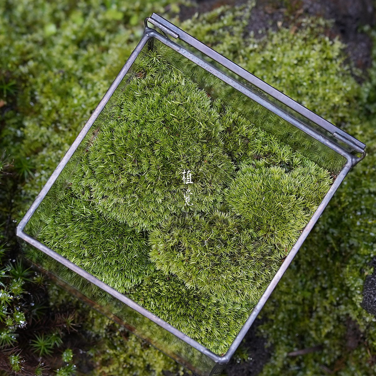 植觉 | 苔和子 顺丰发货 | 苔藓微景观桌面绿植摆件节日送礼好物