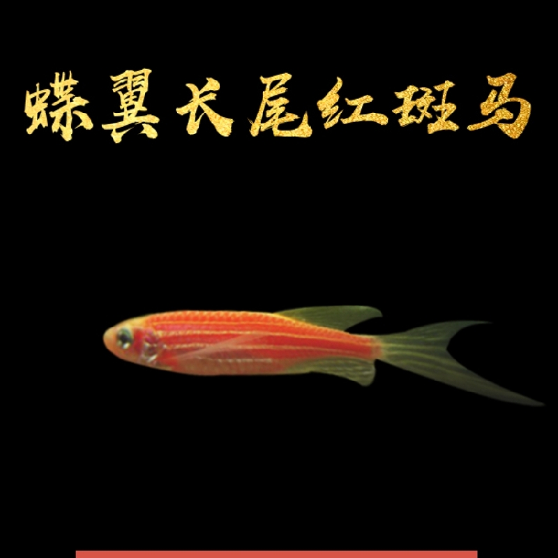 精品翡翠蝶翼长尾斑马鱼不用打氧好养易活热带淡水混养小型观赏鱼-图1