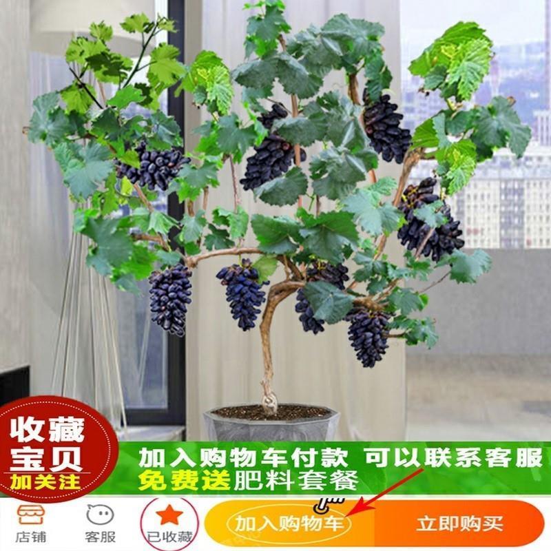 葡萄树苖阳光玫瑰葡萄树苖特大爬藤巨峰南方北方种植无核蓝宝石苖 - 图0