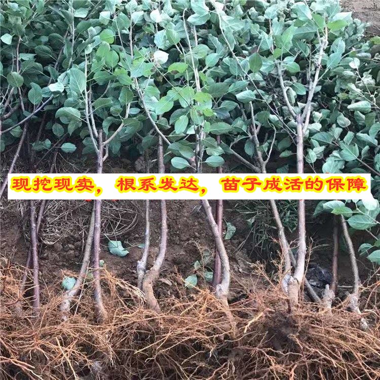 嫁接鸡心果东北小苹果苗锦绣海棠苹果树苗南北方种植果树盆栽地栽 - 图2