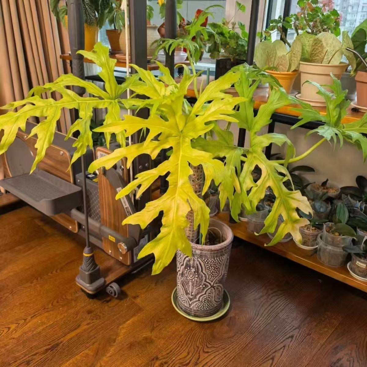 黄金春羽春羽瓦塞维奇萨维奇蔓绿绒植物桌面观叶盆栽室内绿植好养,淘宝优惠券,粉丝福利购,淘宝优惠卷