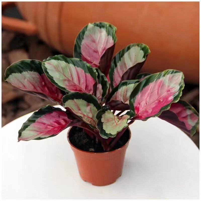 红玫瑰竹芋盆栽彩叶水培网红植物四季养殖室内桌面花卉绿植